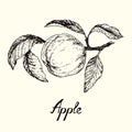 Apple with leaves, outline simple doodle drawing with inscription